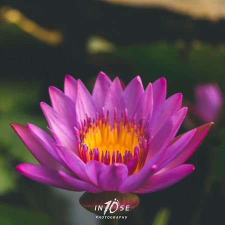 Golden Resort And Farm Nashik Luaran gambar